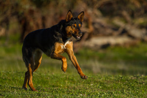 Who developed Gold Standard herbs for animals?