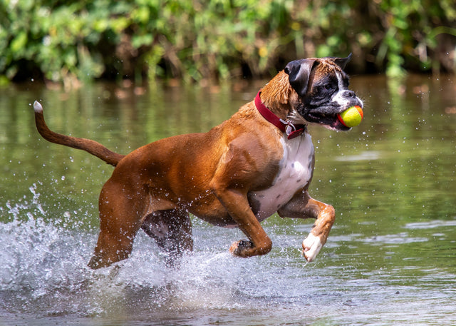 Where does Chinese Herbal Therapy fit in with modern Veterinary Medicine?