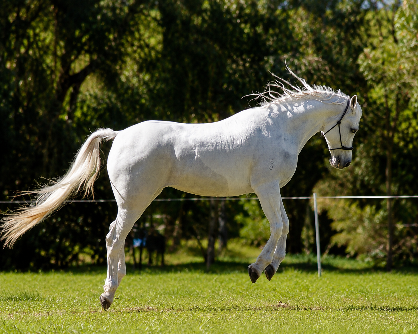 Healthy endurance horse maintained on Balanced Equine science-based mineral nutrition.