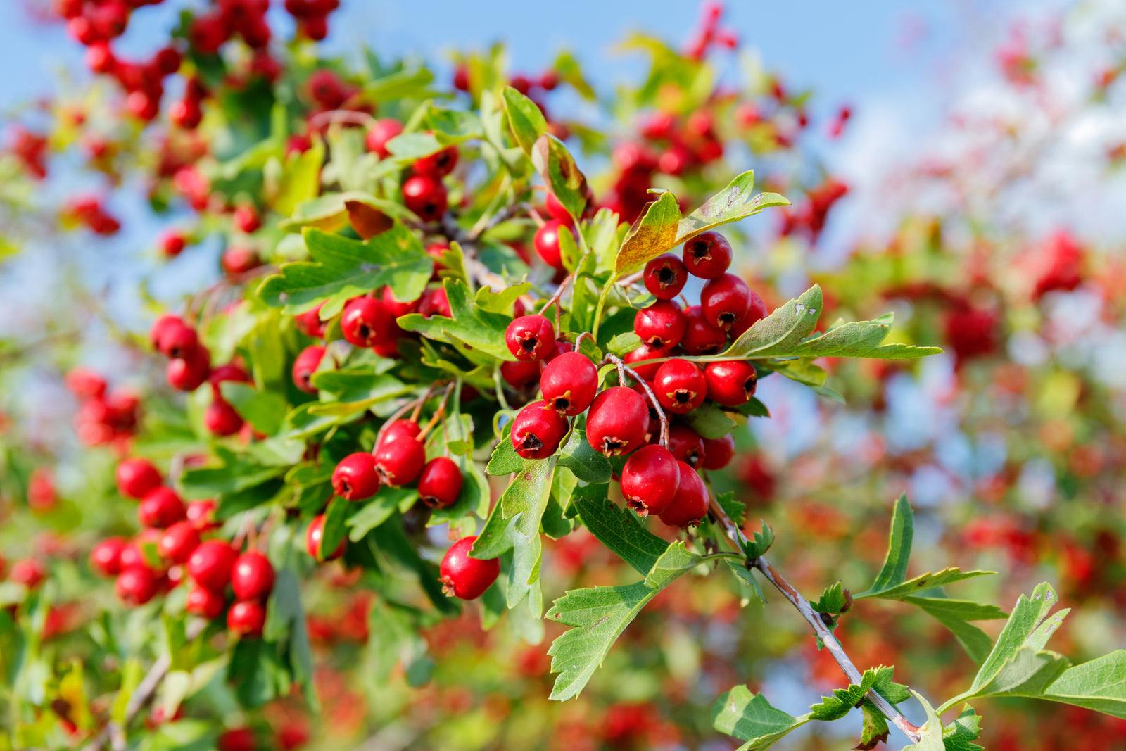 Fresh botanical ingredients used in premium Australian herbal extracts.