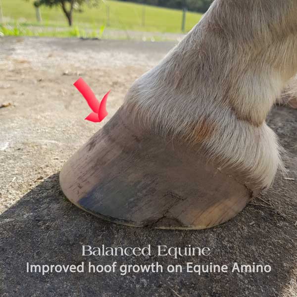 Equine Amino