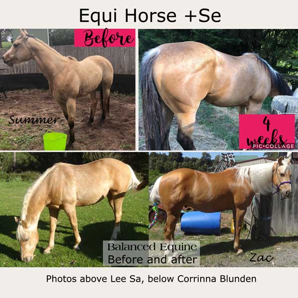 Equi Horse plus Se Mineral Mix