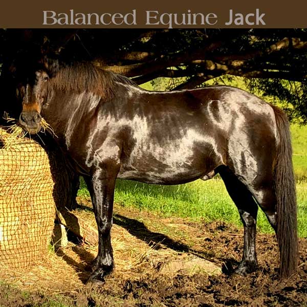 Equi Horse plus Se Mineral Mix