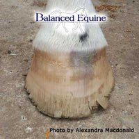 Equi Horse plus Se Mineral Mix