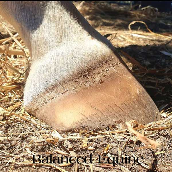 Hoof Xtra