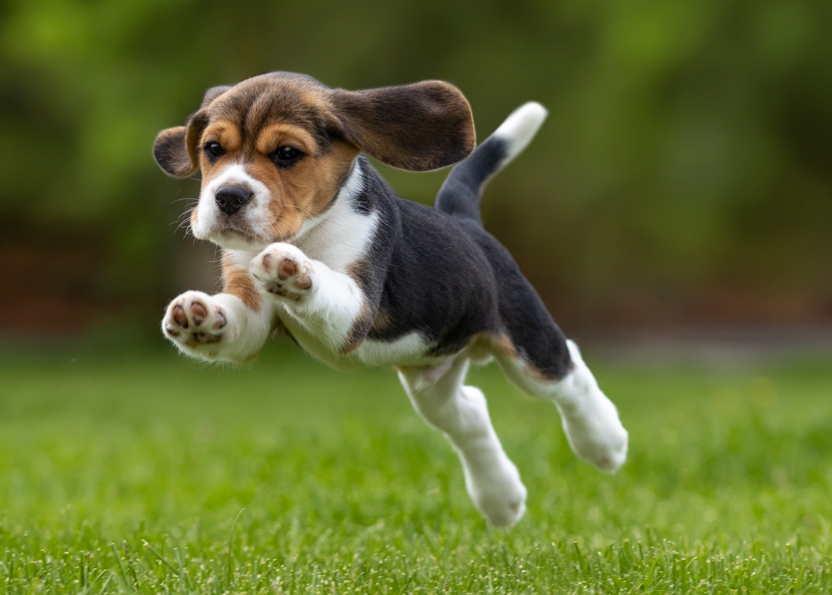Which formula is right for my animal?